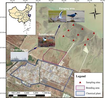 Trophic transfer of PFAS potentially threatens vulnerable Saunders's gull (Larus saundersi) via the food chain in the coastal wetlands of the Yellow Sea, China